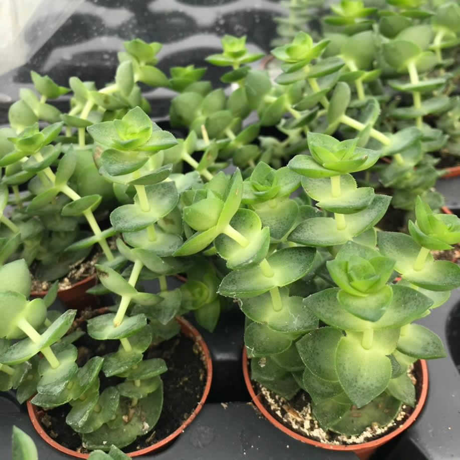 String of Buttons (Crassula sp.)