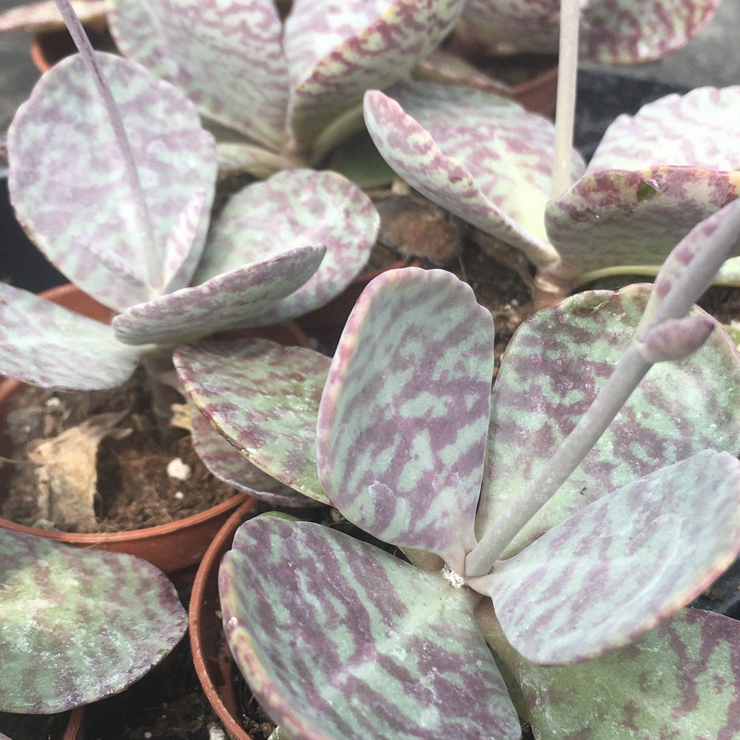 Zebra Succulent (Kalanchoe sp.)