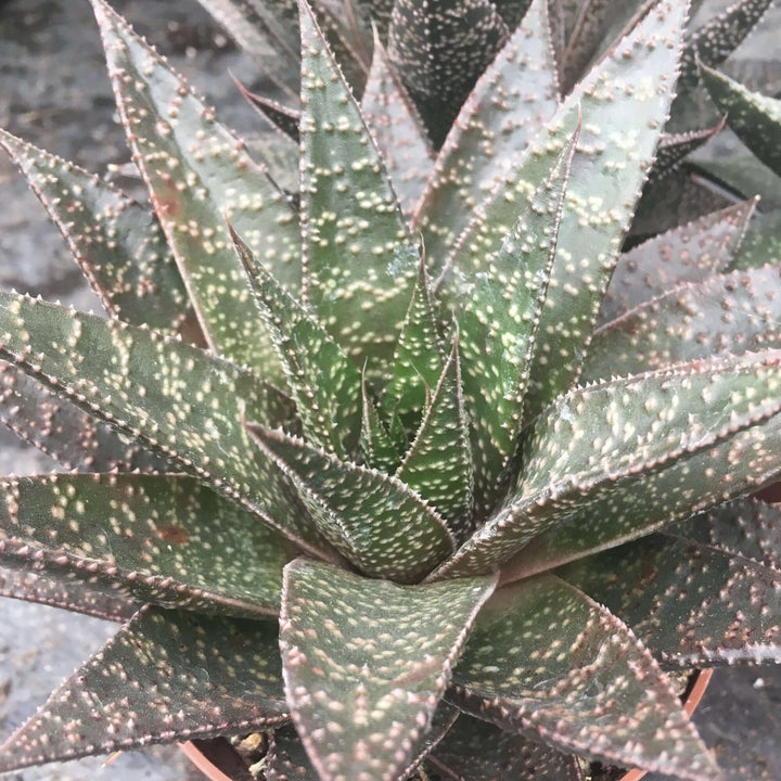 Haworthia sp.