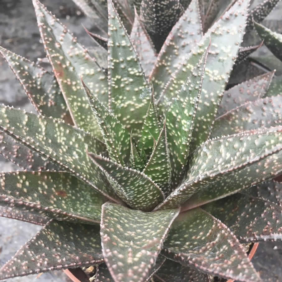 Haworthia sp.