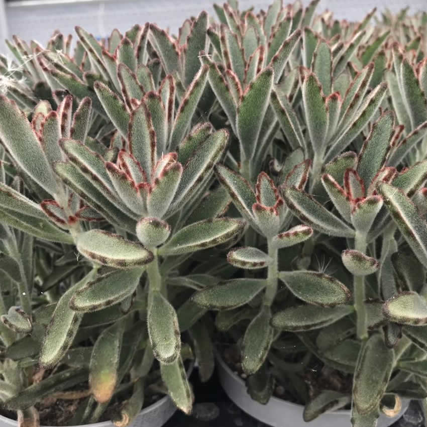 Panda Plant (Kalanchoe tomentosa)