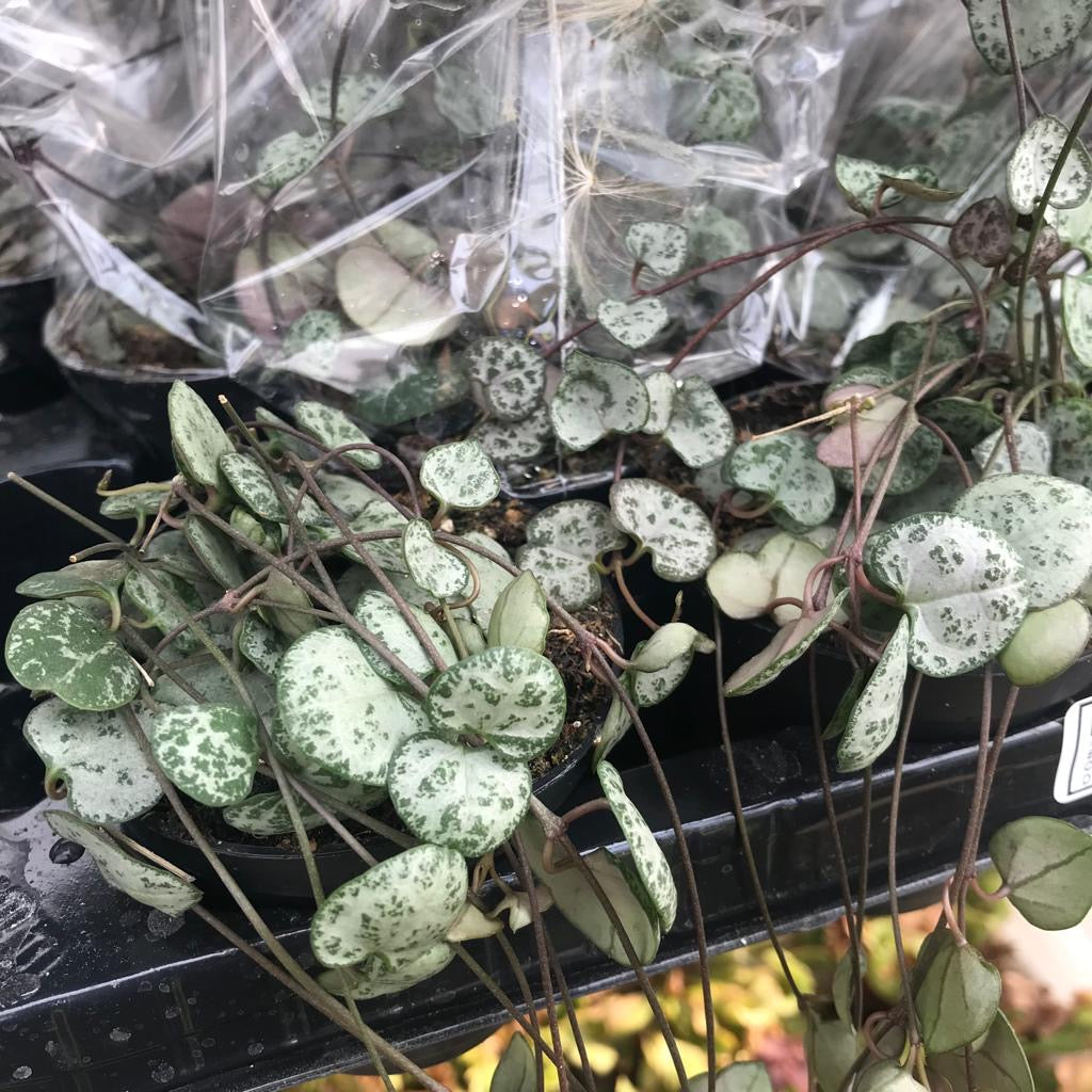 String of Hearts (Ceropegia woodii)