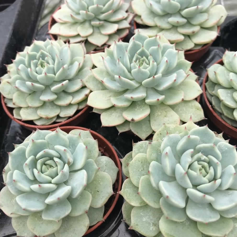 Echeveria deremensis