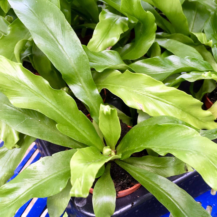 Bird's Nest Fern on Lava Rock (Asplenium antiquum)