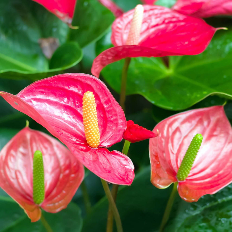 anthurium flower benefits Anthurium andraeanum (Flamingo Flower)