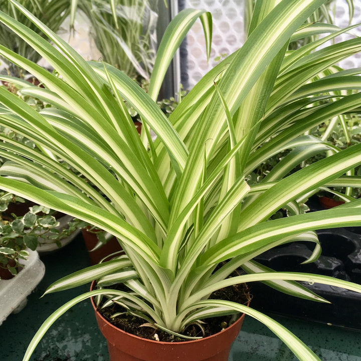 Spider Plant (Chlorophytum comosum)