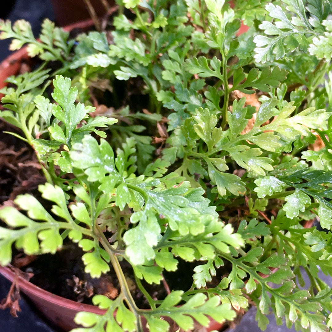 Rabbit Foot Fern (Davallia sp)