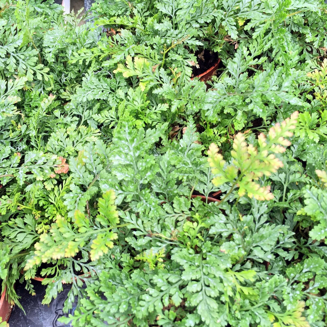 Hares Foot Fern (Humata tyermannii)