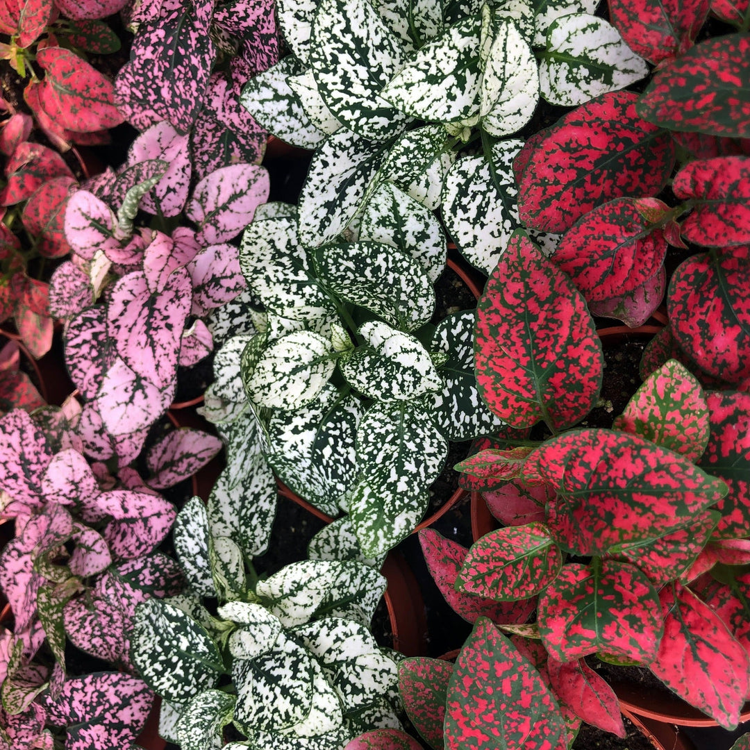 Polka Dot Plant (Hypoestes sp.)