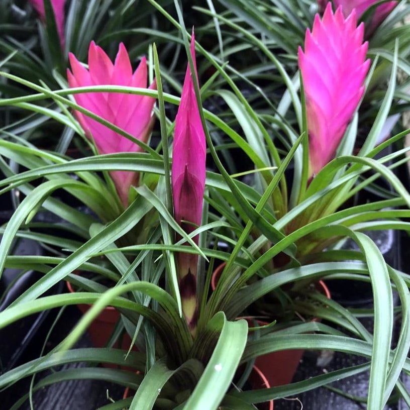 Pink Quill Bromeliad (Tillandsia cyanea)