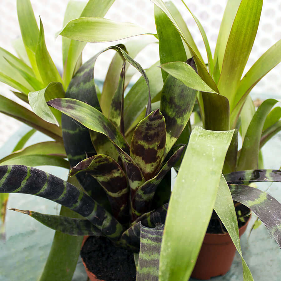 Bromeliad - Our Choice - No Flower