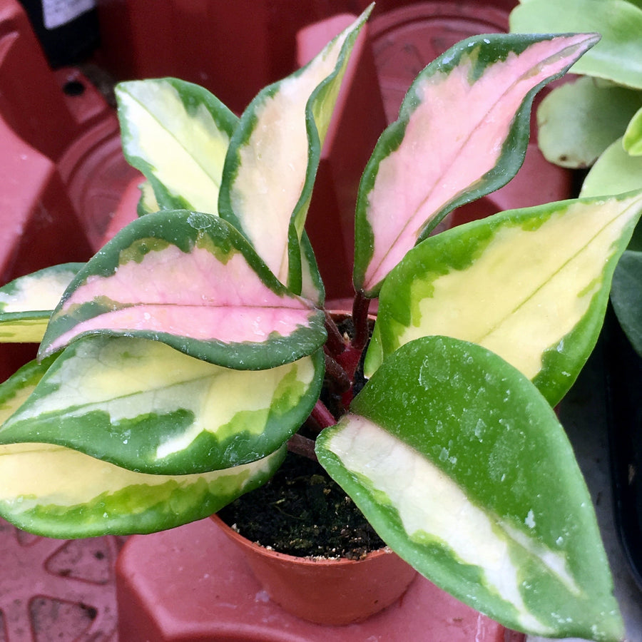Wax Plant 'Tricolour' (Hoya carnosa 'Tricolor)