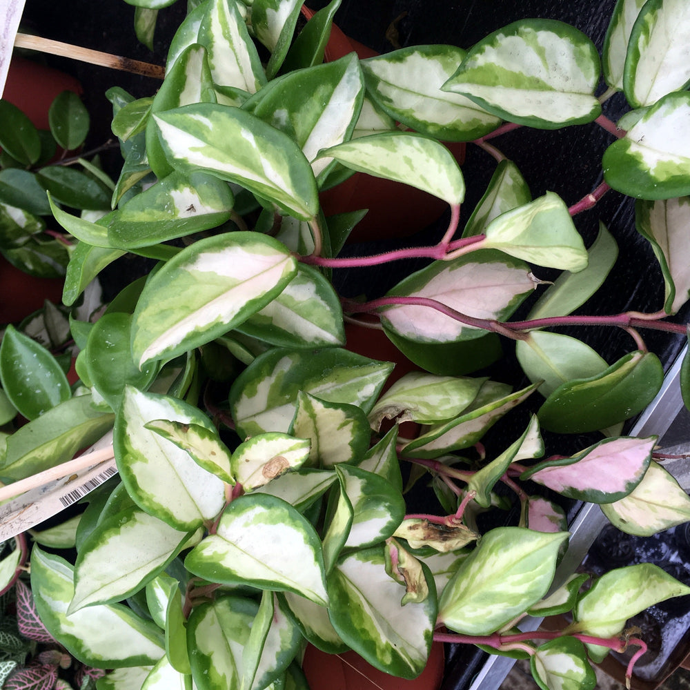 Wax Plant 'Tricolour' (Hoya carnosa 'Tricolor)
