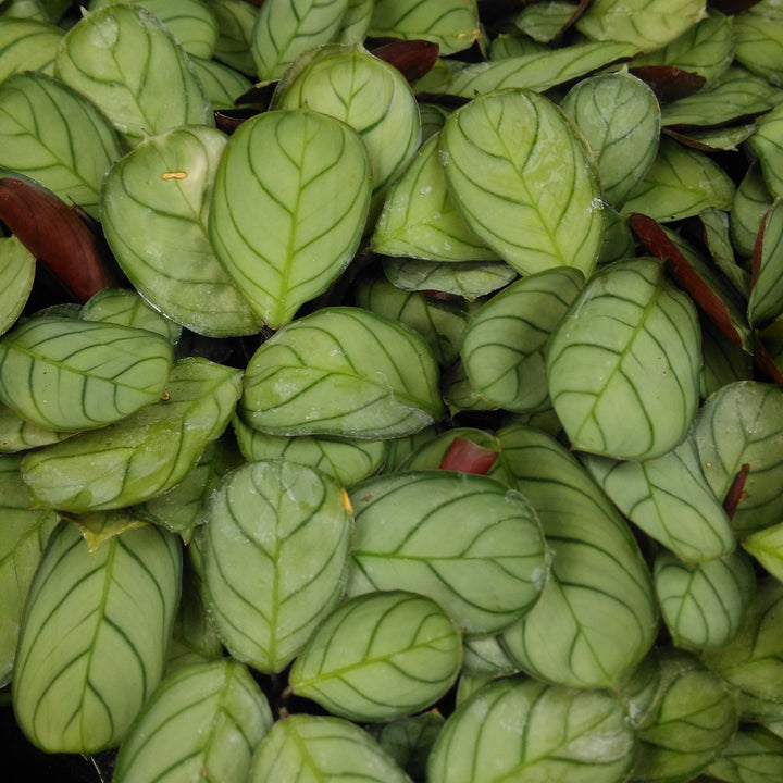 Prayer Plant (Maranta leuconeura)