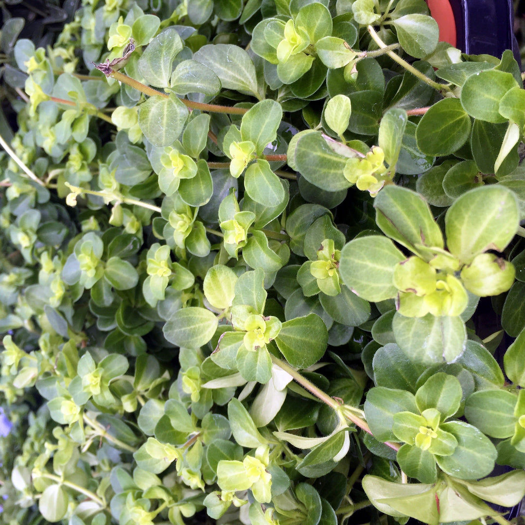 peperomia rotundifolia - trailing jade plant Peperomia rotundifolia (Trailing Jade)