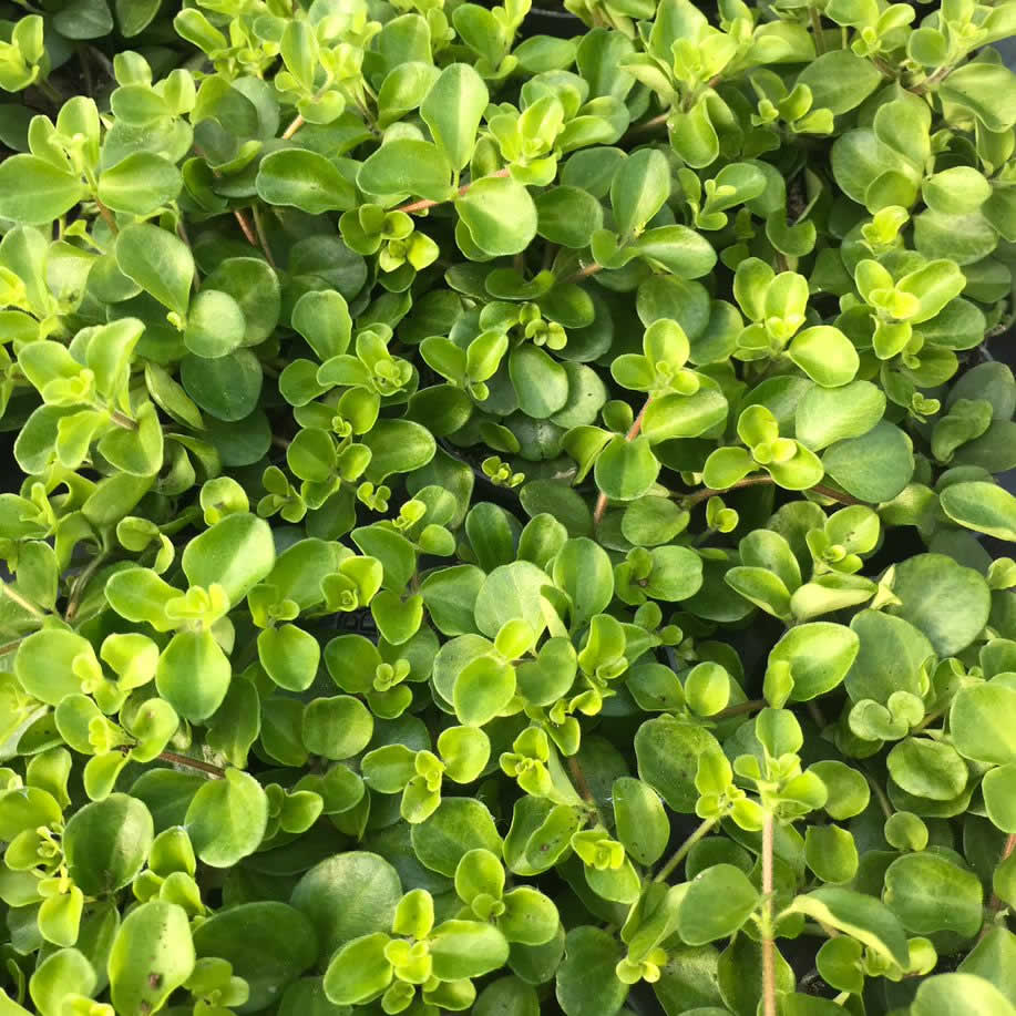 peperomia jade plant Peperomia rotundifolia (Trailing Jade)