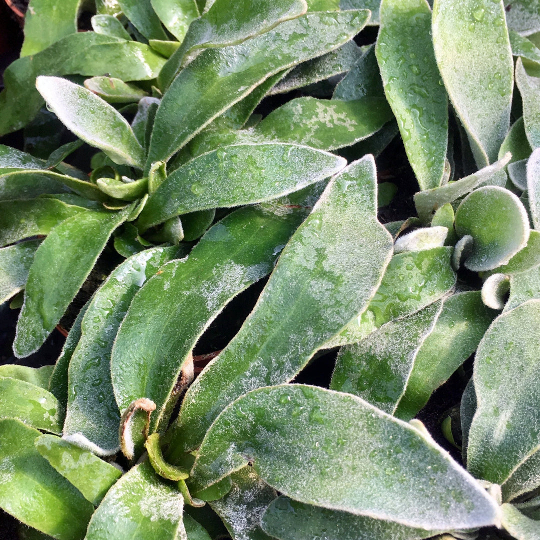 Staghorn Fern (Platycerium ellisii)