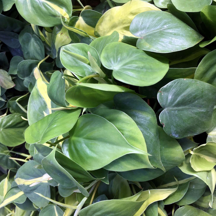 Heartleaf Philodendron (Philodendron scandens)