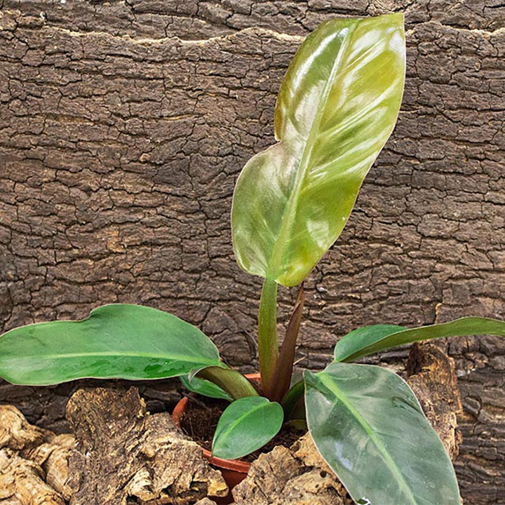 Philodendron 'Red' (Philodendron sp.)