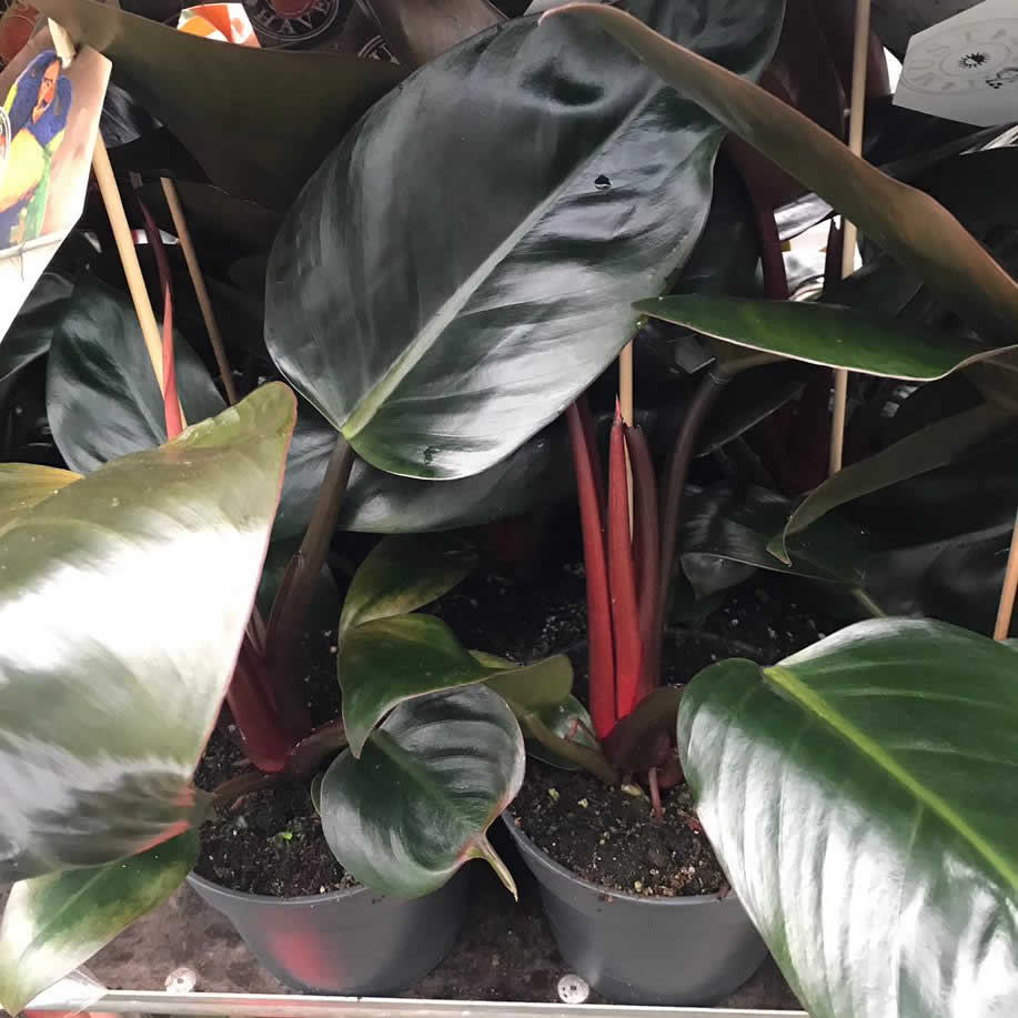 Philodendron 'Red' (Philodendron sp.)