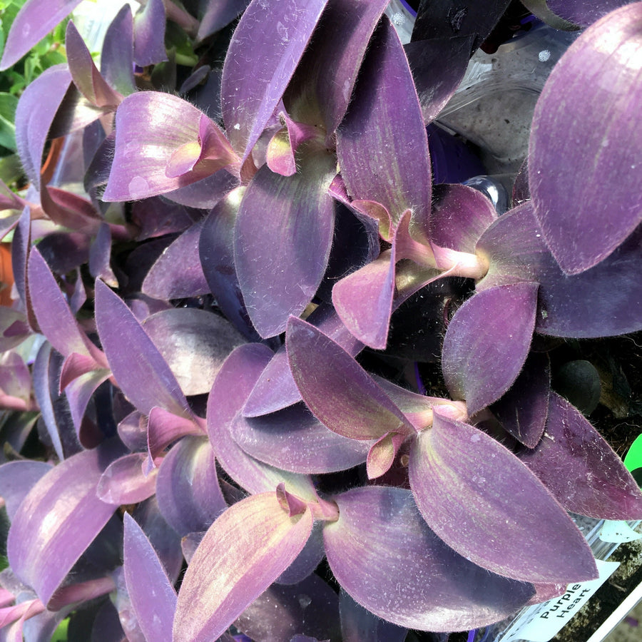 Purple Heart Tradescantia (Tradiscantia pallida)