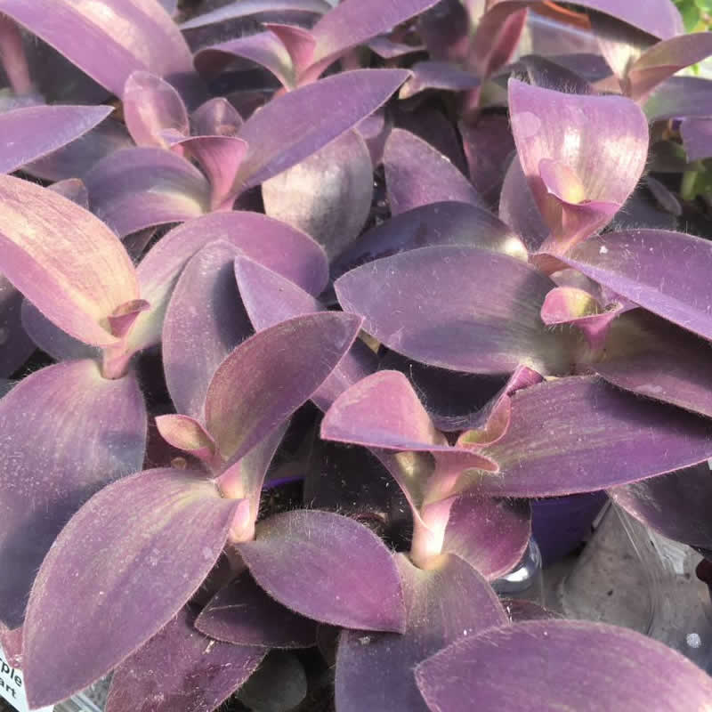 Purple Heart Tradescantia (Tradiscantia pallida)