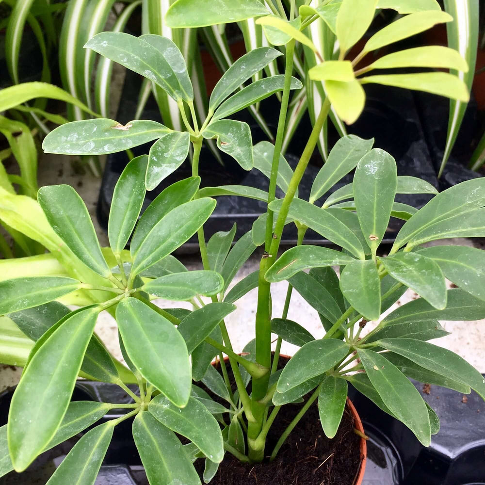 Dwarf Umbrella Tree (Schefflera arboricola)