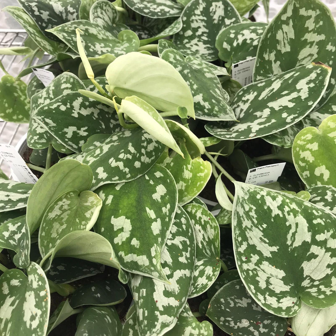 satin pothos buy online Scindapsus pictus (Satin Pothos)