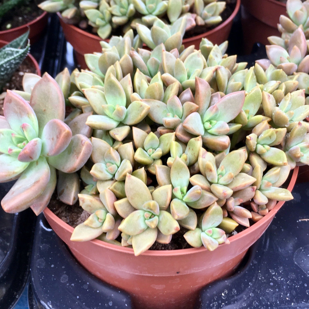 Sedum 'Bordeauxhart'