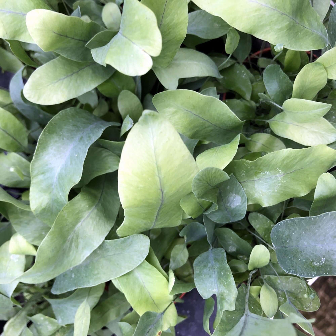 Blue Star Fern (Phlebodium aureum polypodium)