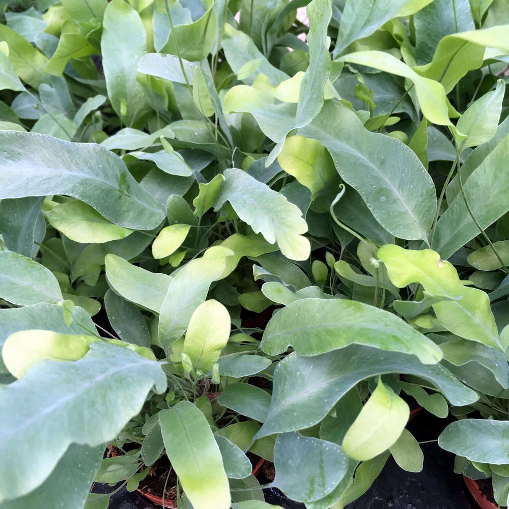 Blue Star Fern (Phlebodium aureum polypodium)