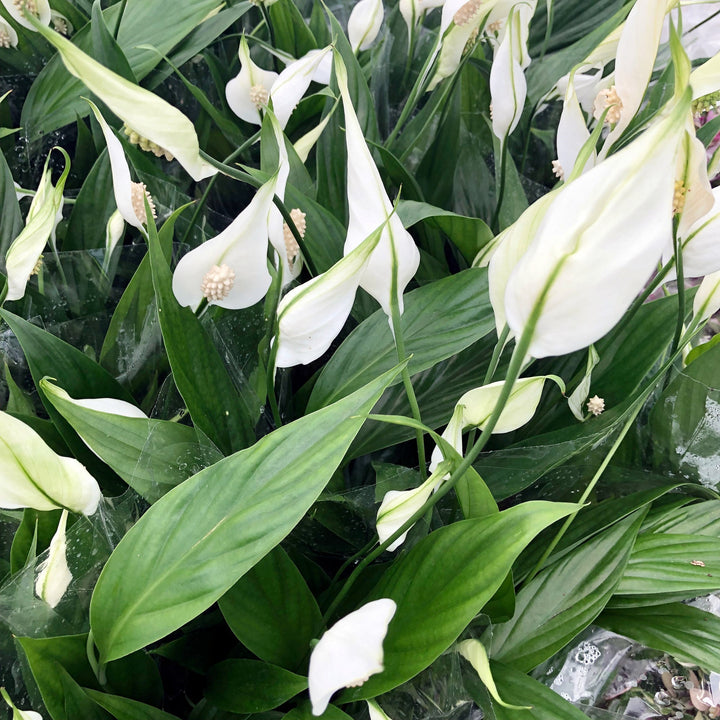 Peace Lily (Spathiphyllum sp.)
