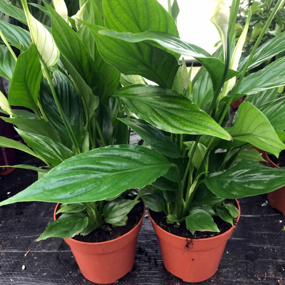 Peace Lily (Spathiphyllum sp.)