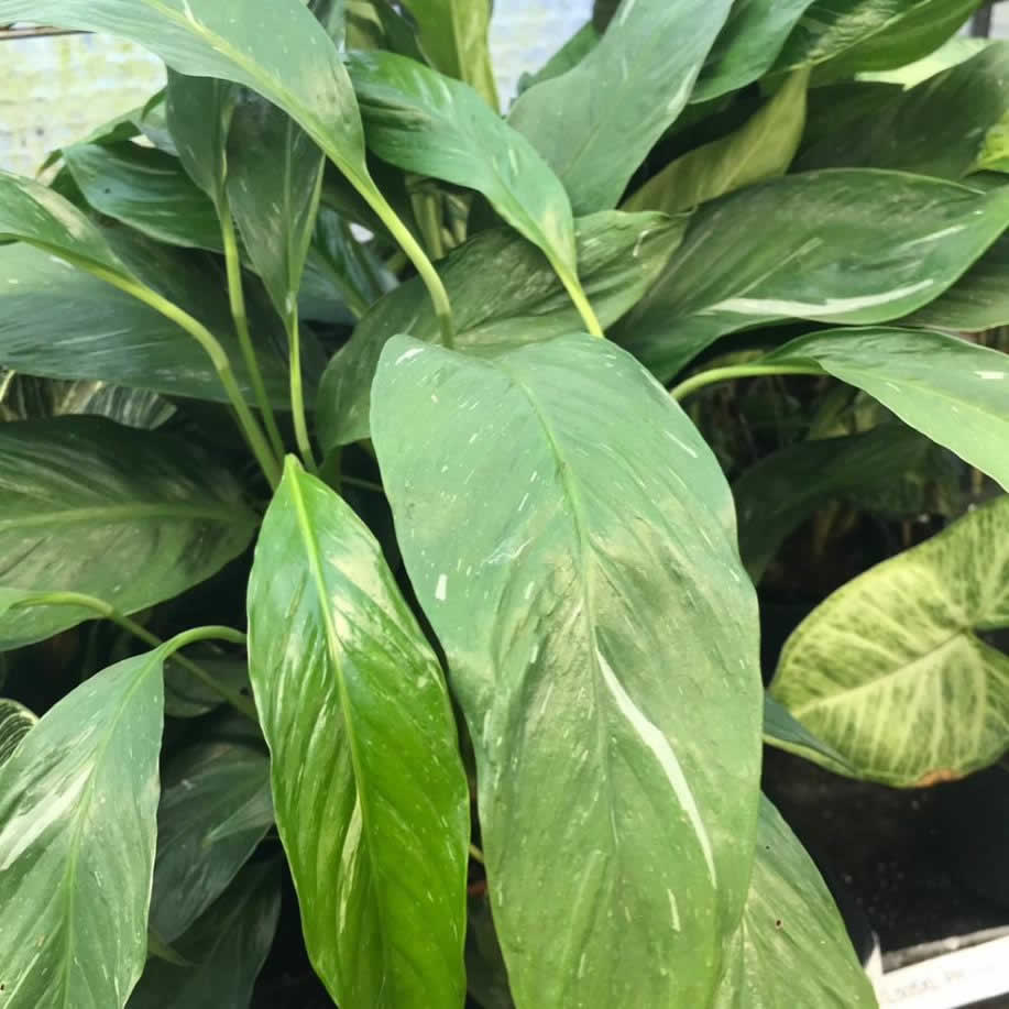 Peace Lily 'Variegated' (Spathiphyllum sp.)