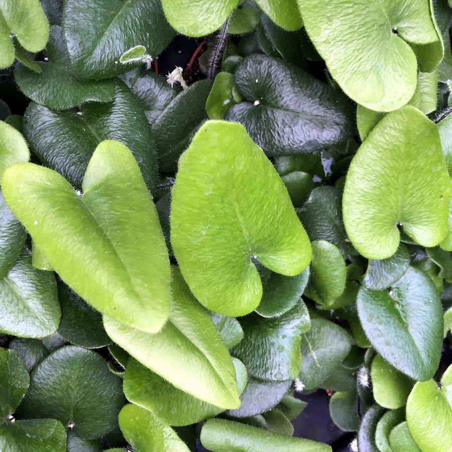 Heart Leaf Fern (Hemionitis arifolia)