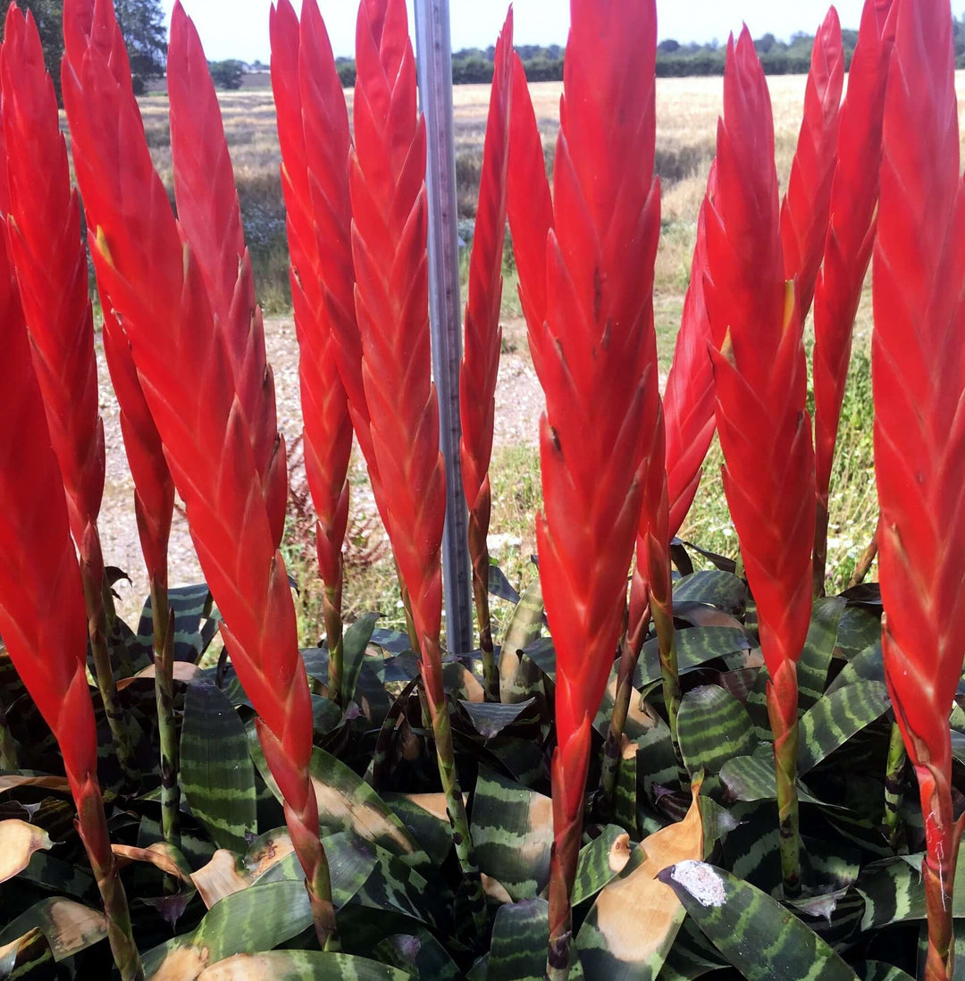 Flaming Sword (Vriesea splendens 'Era')