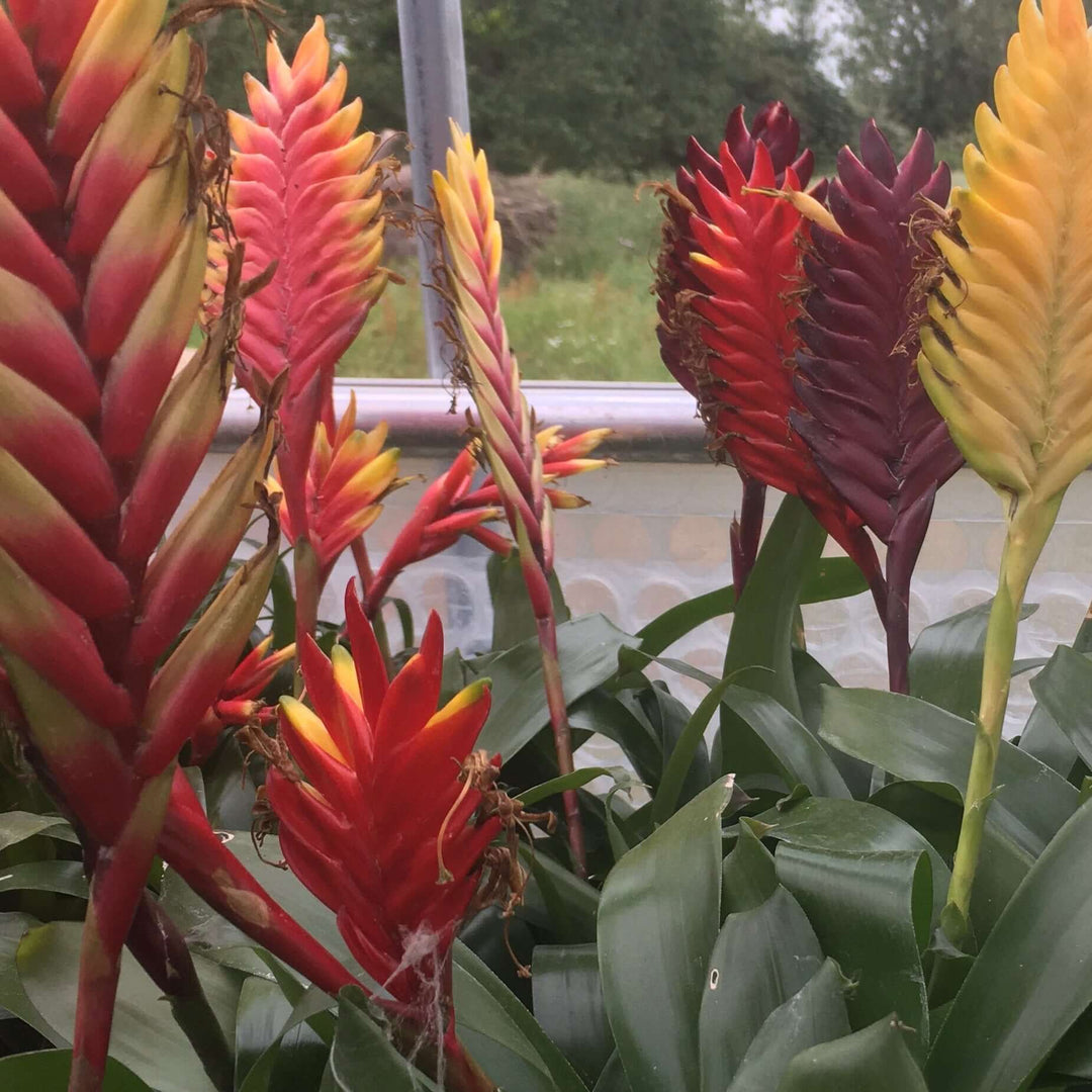 Flaming Sword (Vriesea splendens 'Era')