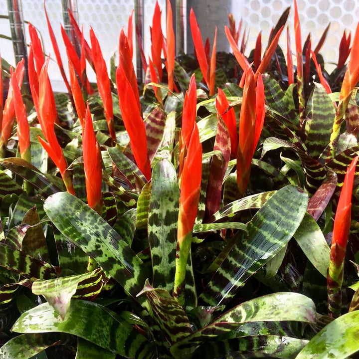 Flaming Sword (Vriesea splendens 'Era')