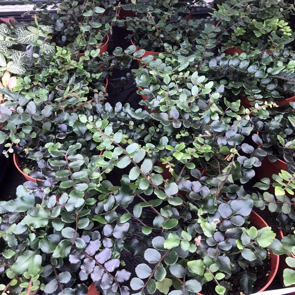 Button Fern (Pellaea rotundifolia)