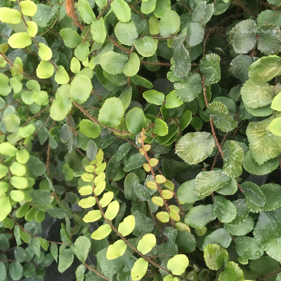 Button Fern (Pellaea rotundifolia)