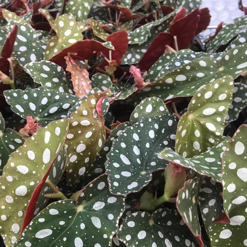 Polka Dot Begonia (Begonia maculata)