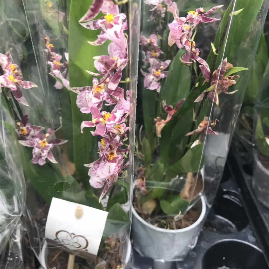 Dancing Lady Orchid (Oncidium sp)