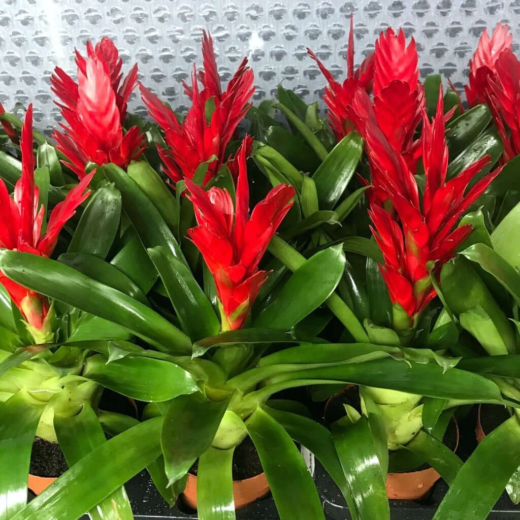 Flaming Sword Bromeliad (Vriesea splenriet)