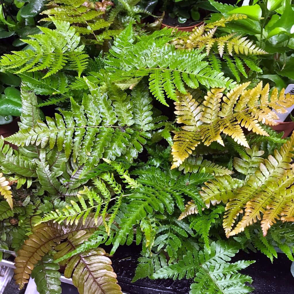 Autumn Fern (Dryopteris sp.)