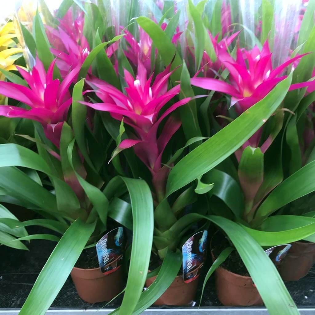 Bromeliad 'Pink' (Guzmania sp.)