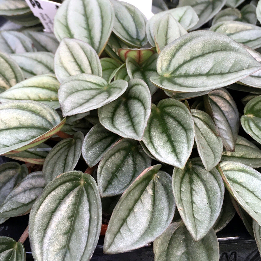 Peperomia 'Napoli Nights' (Peperomia sp.)