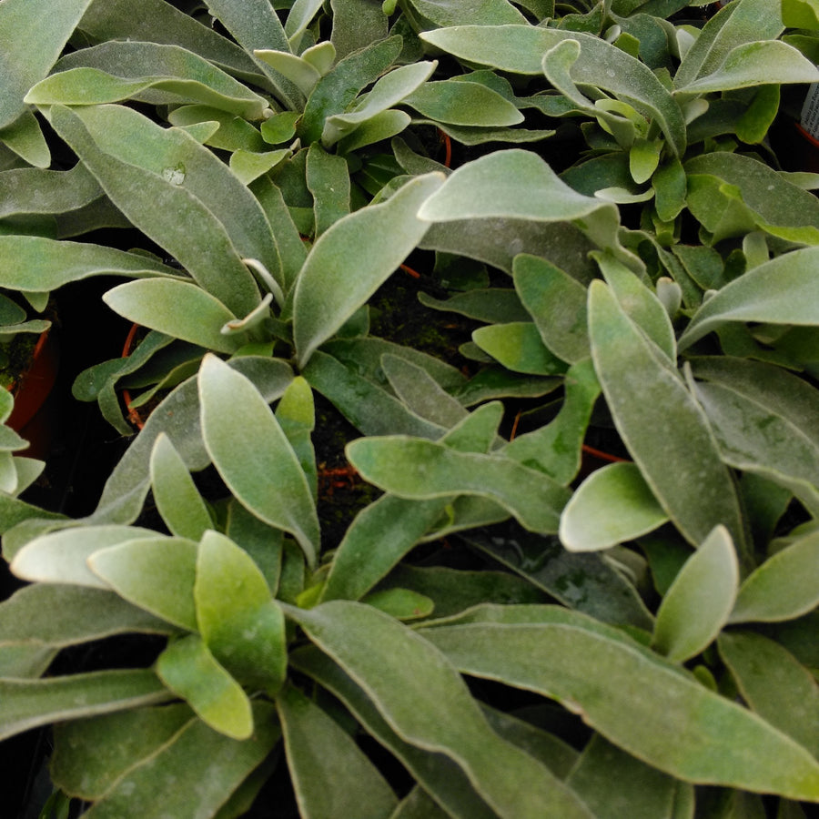 Staghorn Fern (Platycerium veitchii)