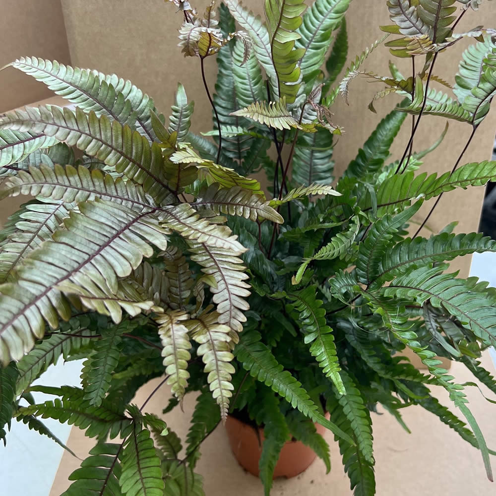 Painted Brake Fern (Pteris quadriaurita tricolor)