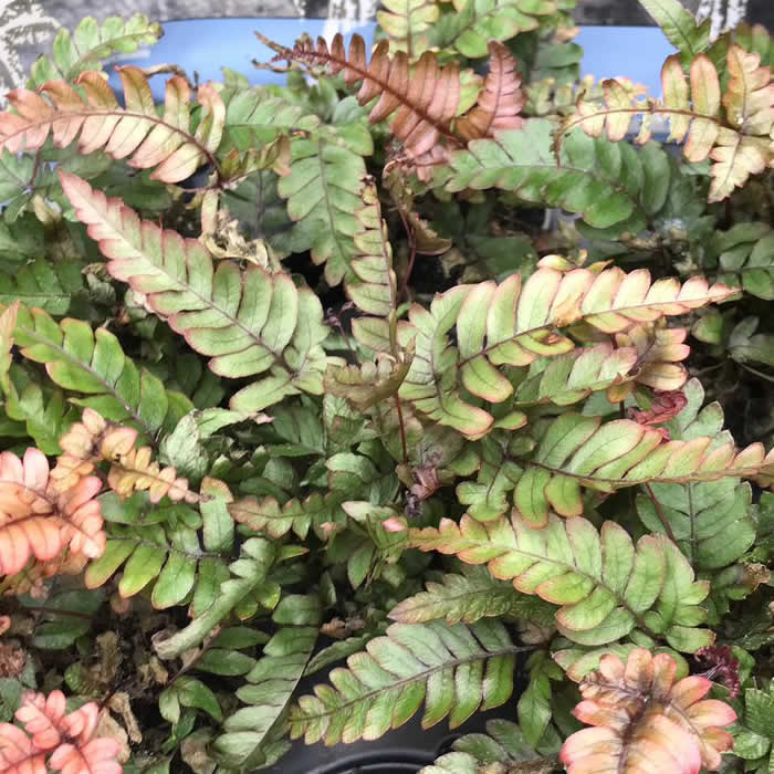 Painted Brake Fern (Pteris quadriaurita tricolor)