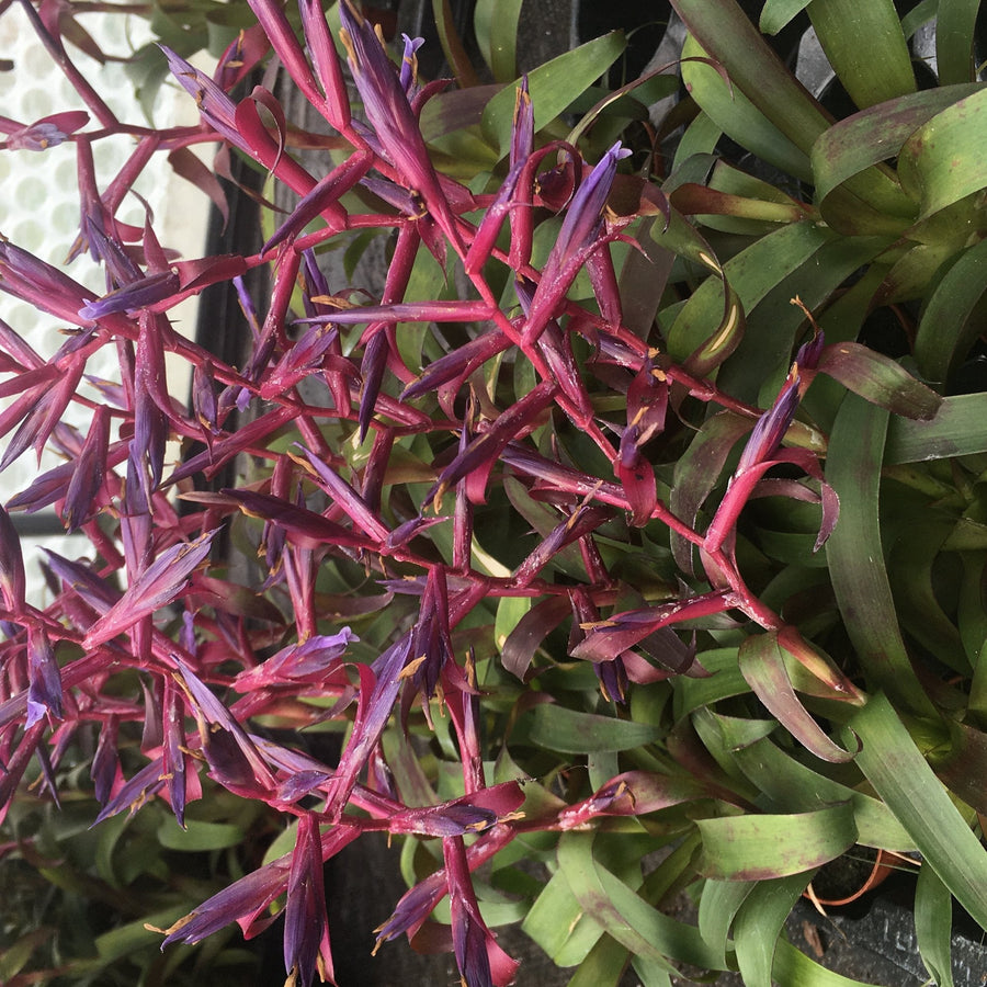 Tillandsia 'Mora'